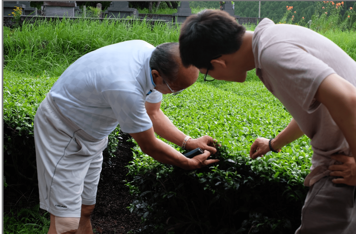 You can’t produce a good matcha green tea unless you start with good soil practices. 