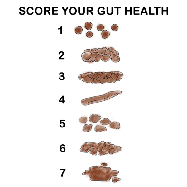 Gut Health Guide - Bristol Stool Test