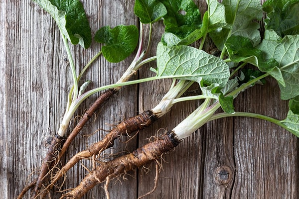 Seasonal Eating - Burdock Root
