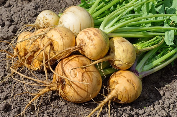 Seasonal Eating - Turnips