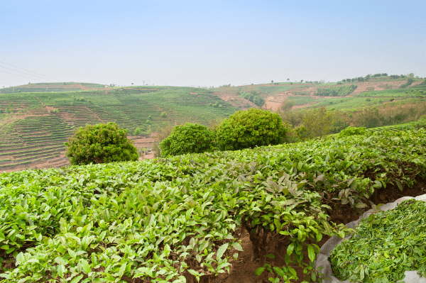 Why the Ecology of Pu'er Tea Matters