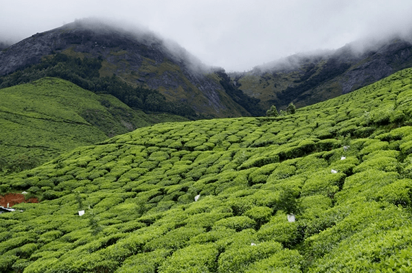 Assam black tea grows at low altitude