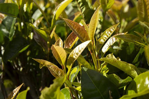 Pesticide Risks in Tea