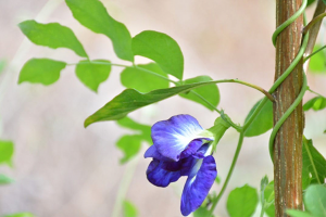 What is butterfly pea flower tea good for?
