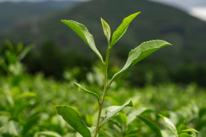 Pesticide Residue on Tea Leaves