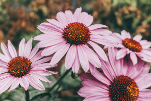 Are there any side effects of echinacea-