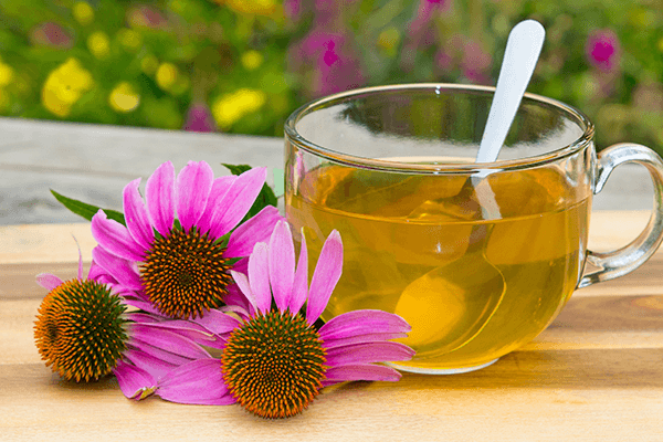 How to make echinacea tea: a guide to brewing, benefits and more!