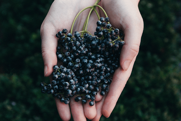 What are the Health Benefits of Elderberry-