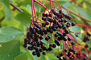 What is Elderberry-
