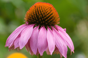 What is echinacea-