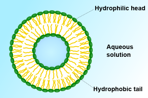 inside and outside of the liposome