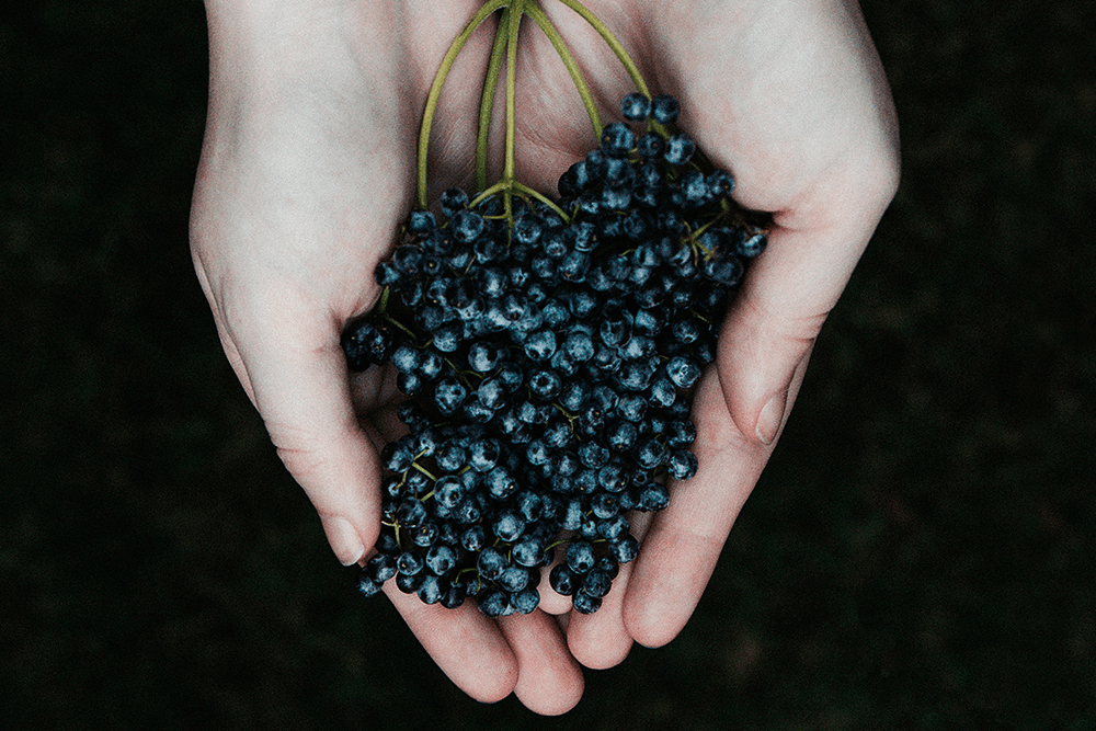 5 Benefits of Elderberry for Healthy, Beautiful Skin | PIQUE