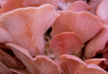 Insider’s Guide to Adaptogenic Mushrooms