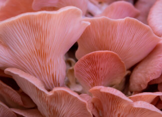 Insider’s Guide to Adaptogenic Mushrooms