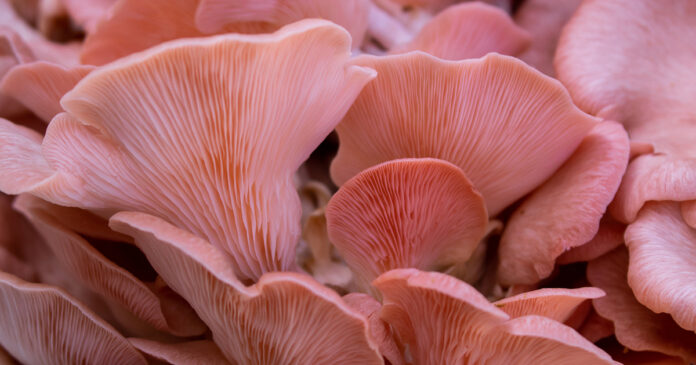 Insider’s Guide to Adaptogenic Mushrooms