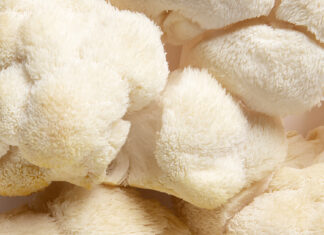 Top Adaptogenic Mushrooms for Stress and Hormone Balance