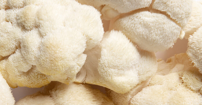 Top Adaptogenic Mushrooms for Stress and Hormone Balance