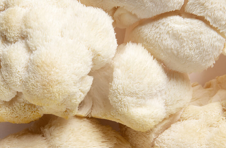 Top Adaptogenic Mushrooms for Stress and Hormone Balance